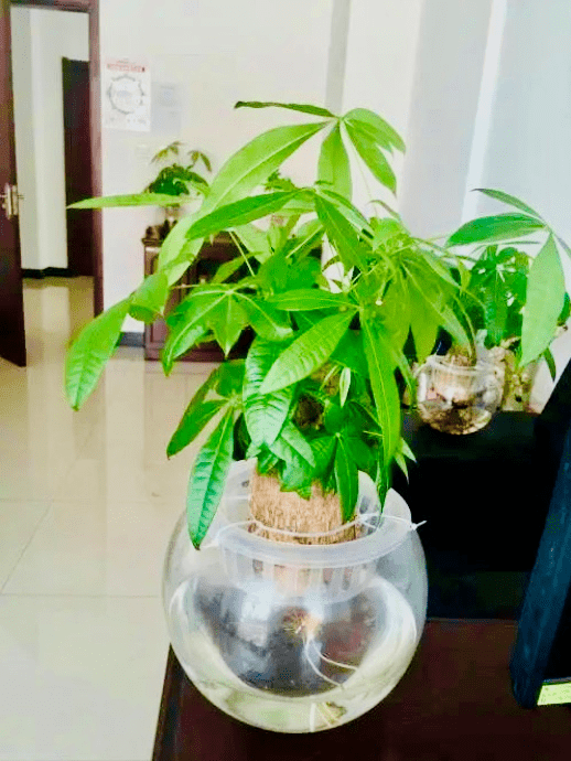 家养"发财树",旺财旺运旺家宅,记住这"口诀",枝繁叶茂油亮亮!