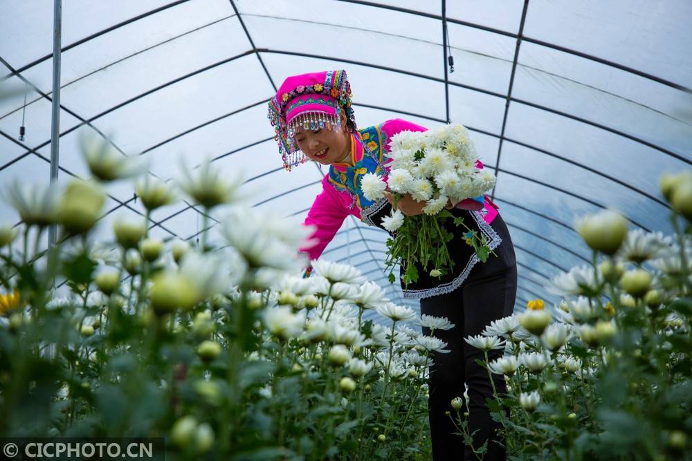 2020年10月26日,贵州省毕节市黔西县钟山镇铜鼓村村民在采收菊花.