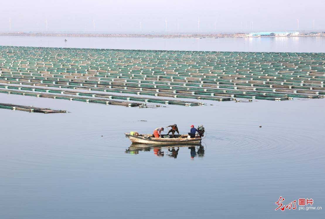 该市大力发展海底投放种苗自然增殖的底播养殖,目前海参养殖已成为