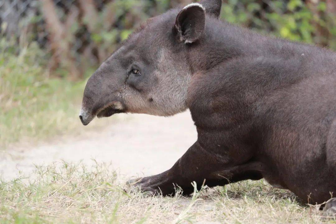 中美貘:我是"灵活的胖子"!