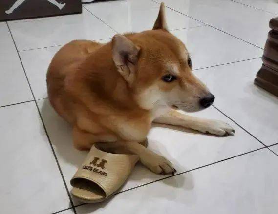 柴犬睡梦中偷吃狂舔地板主人有了它每天不用擦地了