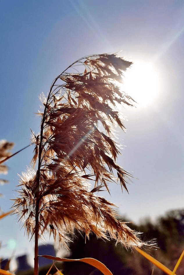 天理的秋天,洒满了温柔各物按下了暂停键万物归于沉静自古逢秋多寂寥