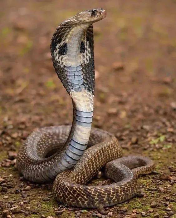 蛇的恐怖照片图片