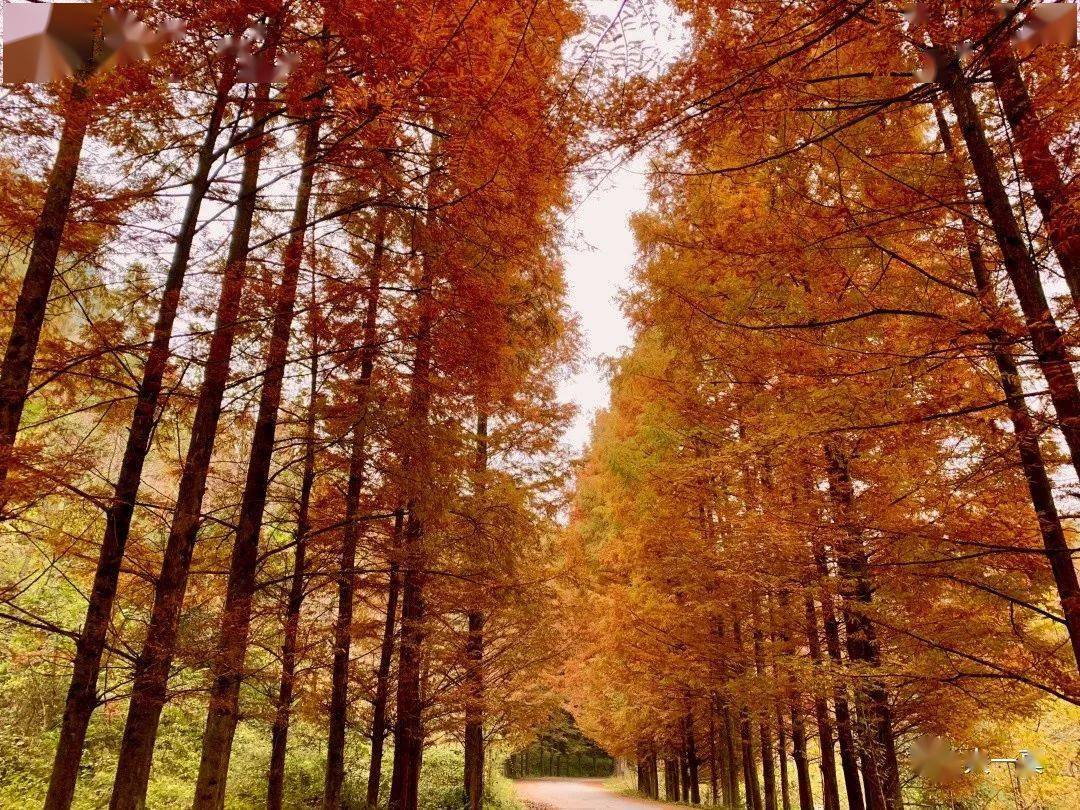 橙黄绯红的深秋——西乡镇巴间的红石梁