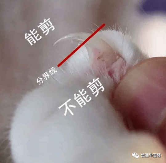 给猫剪指甲的技巧图解图片