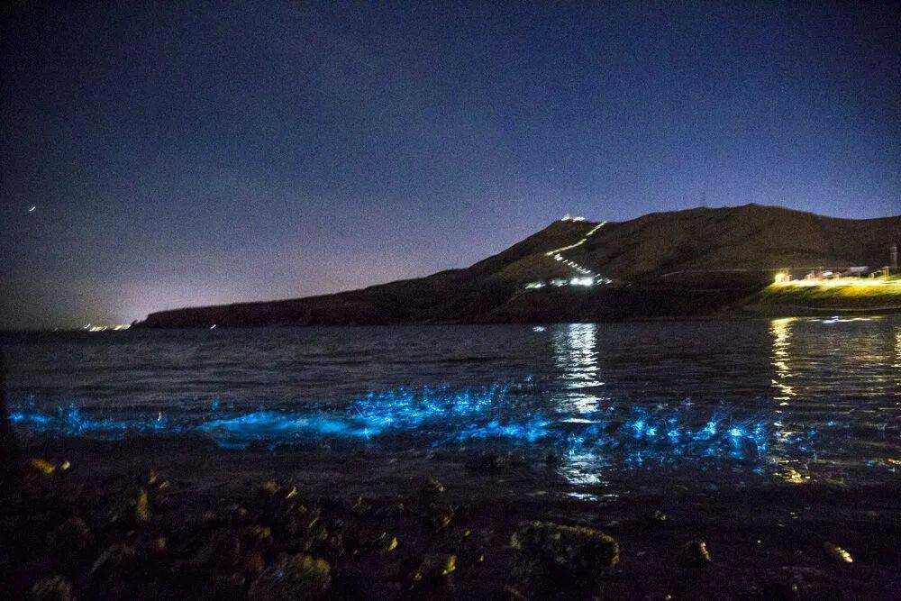 葫蘆島也現熒光海 似繁星入海好夢幻(附視頻)