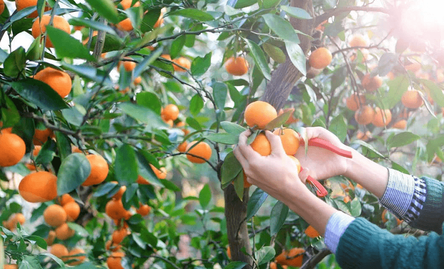 柑橘贵族红美人已上市来崇明这个庄园收获一场沁人心脾的采摘之旅