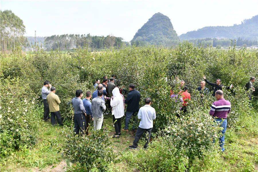 博士專家到田間講解技術知識,發展油茶產業大有可為_種植