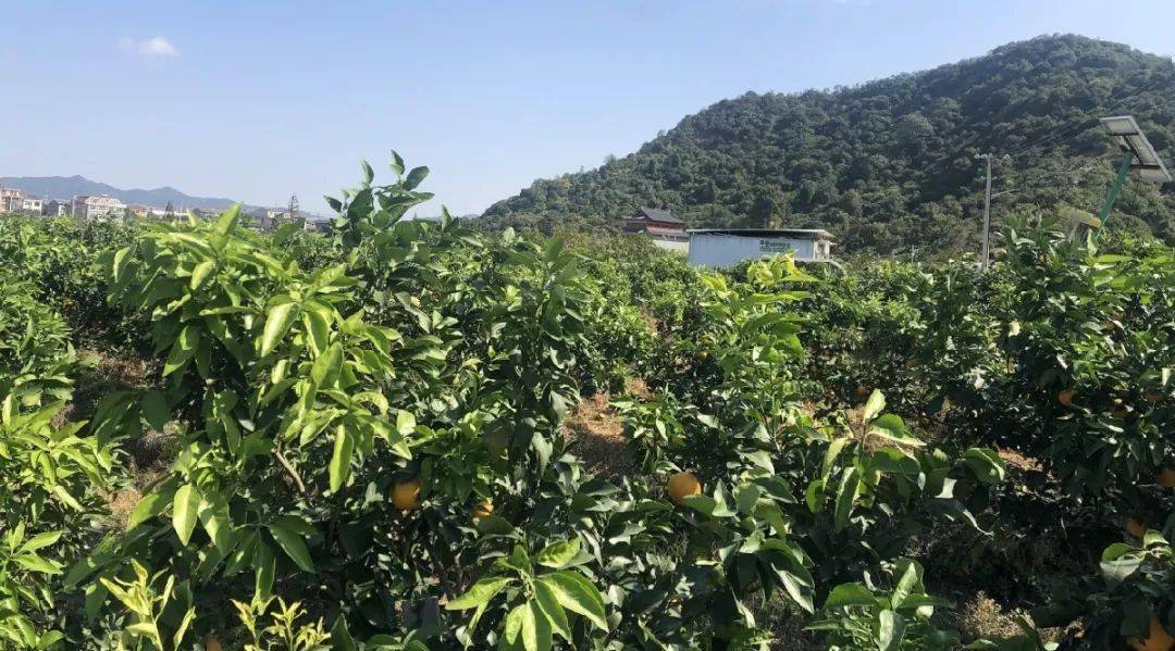 红美人柑橘种植技术多少距离一棵