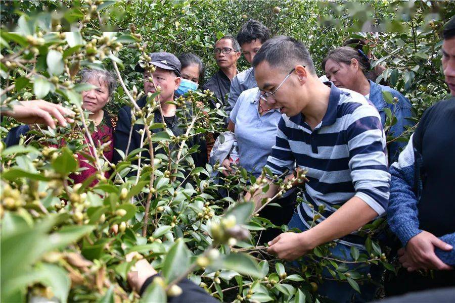 博士專家到田間講解技術知識發展油茶產業大有可為