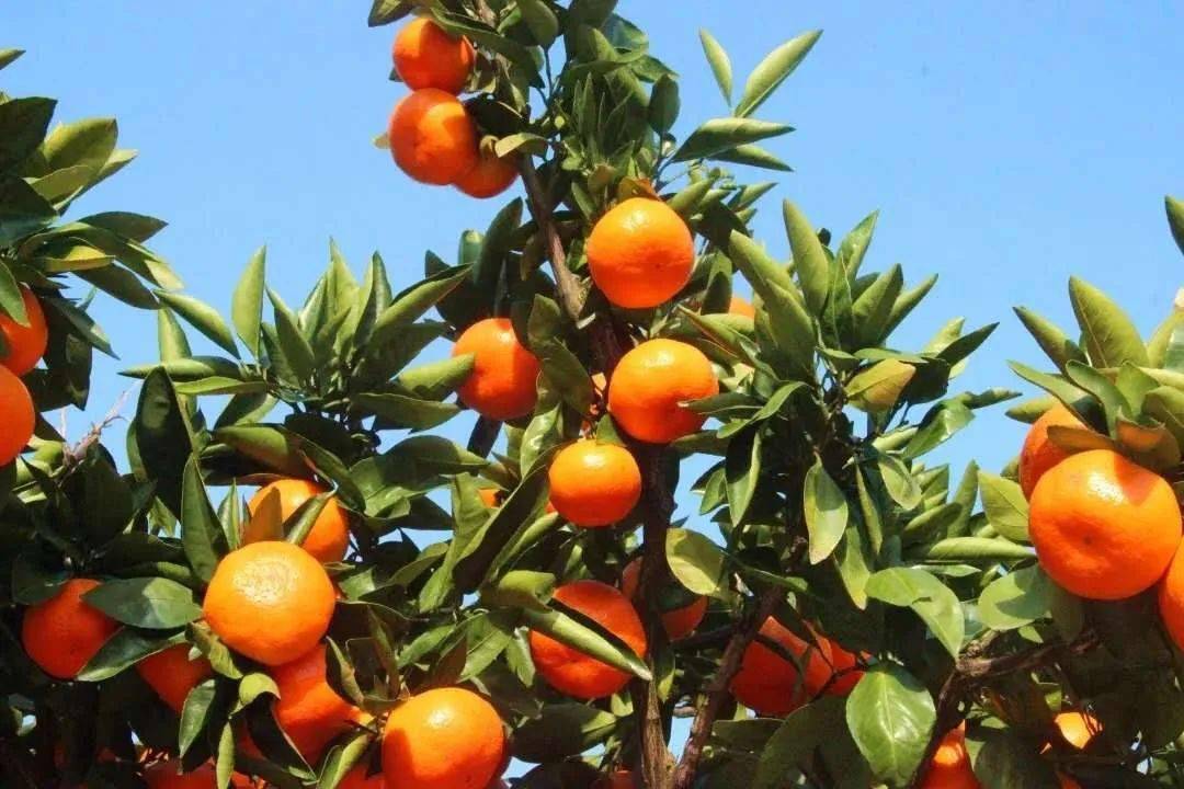 甜度,化渣多汁 "山湾桔,甜到心"是对三门花桥镇山湾柑橘的最好诠释