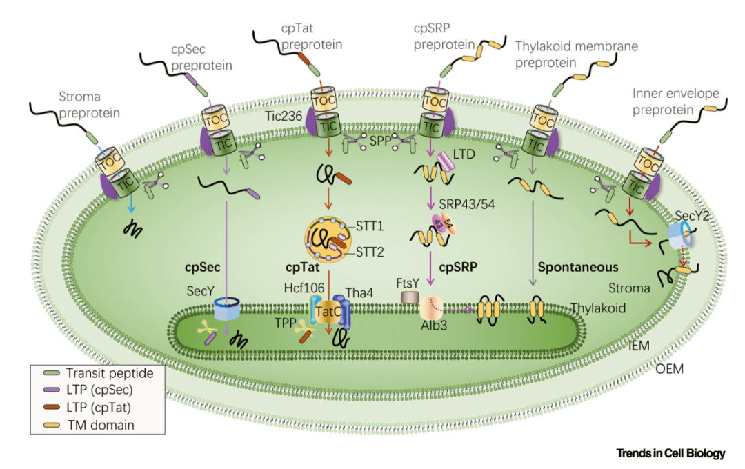 河南大学张立新团队发表叶绿体蛋白转运和分选综述文章