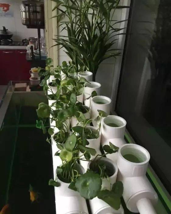 一个32的出水口接内外丝直接下水最后强调几点:有了植物过滤水道,就