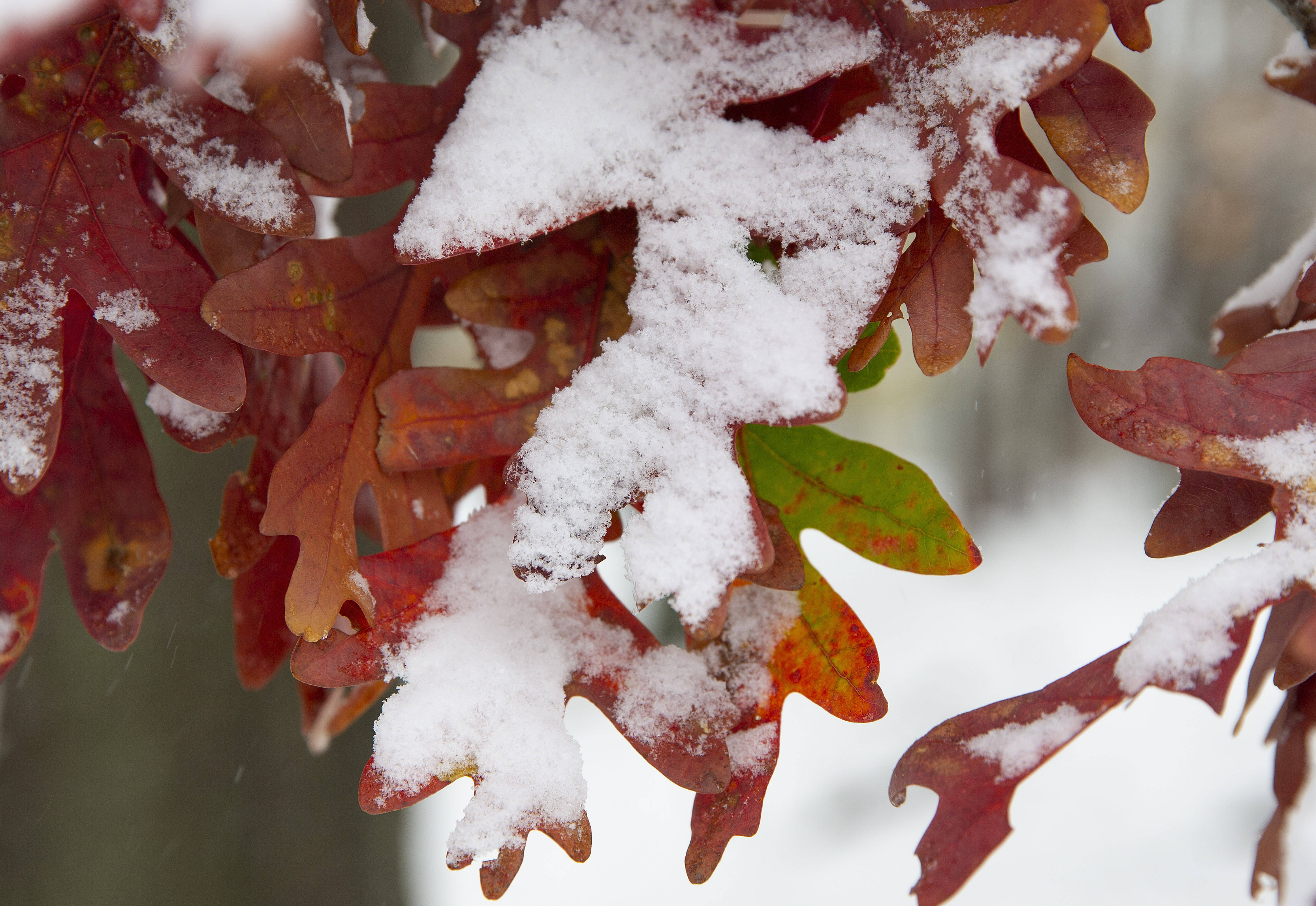 波士頓遭遇暴風雪天氣 國際 第4張