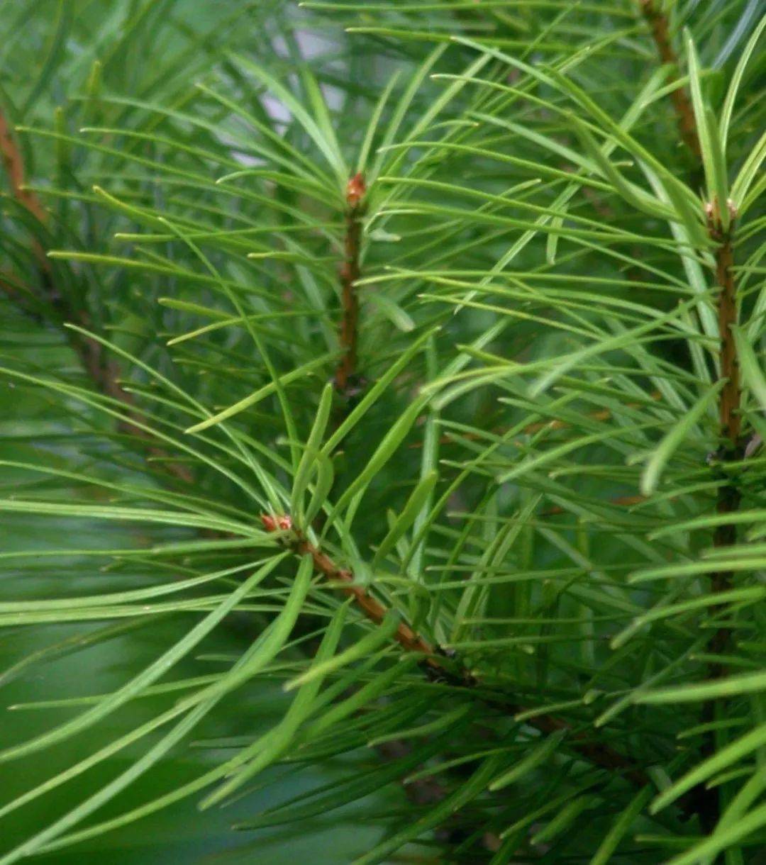 【临桂文史】宛田有活化石银杉_植物群落
