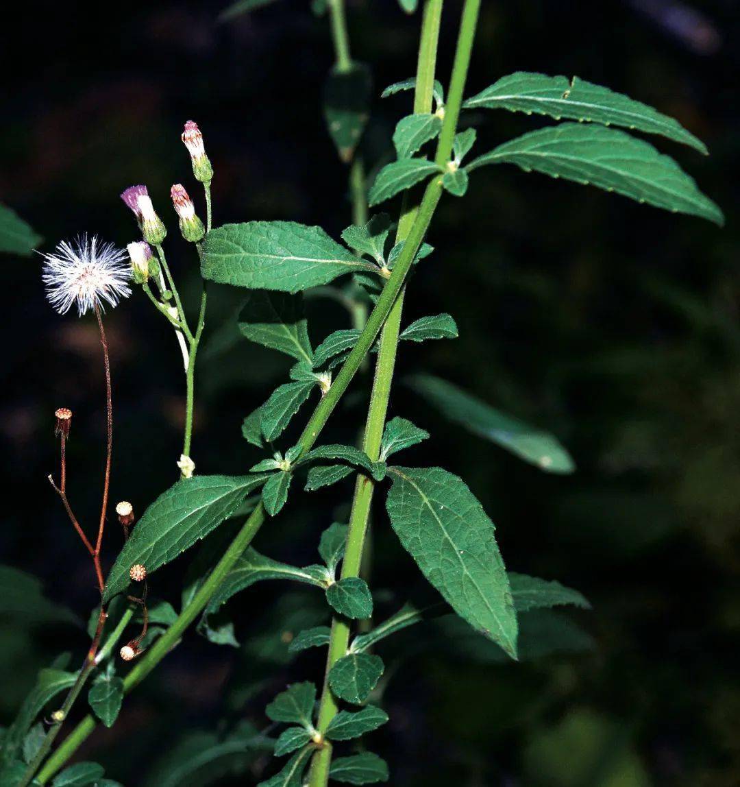 桔梗目|菊科|管状花亚科|斑鸠菊族|斑鸠菊属|夜香牛vernonia cinerea2
