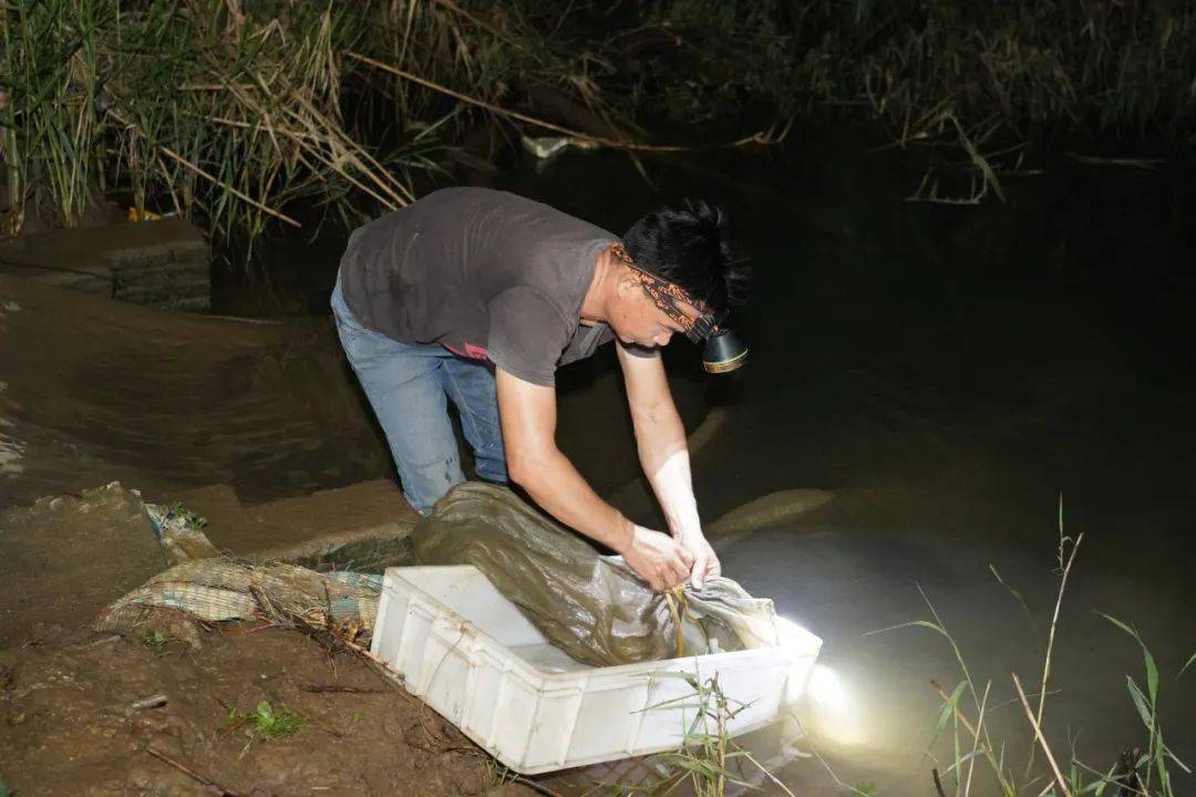 实拍凌晨捕捞斗门禾虫的场面你见过吗