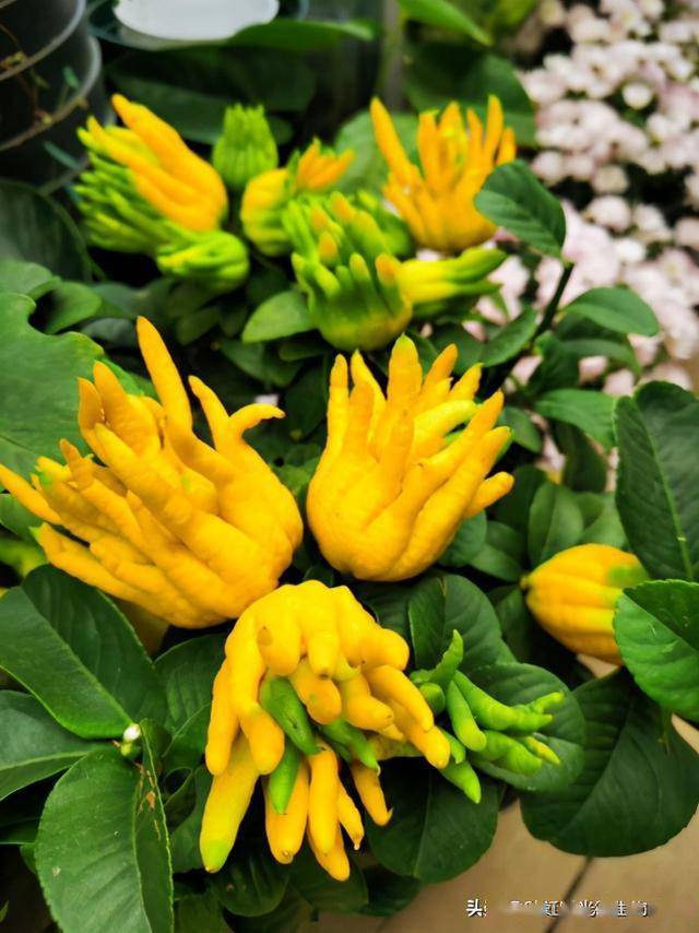 佛手盆栽养得好能活好几年,是怎么做到的?