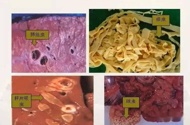 羊肝片吸虫病症状图片