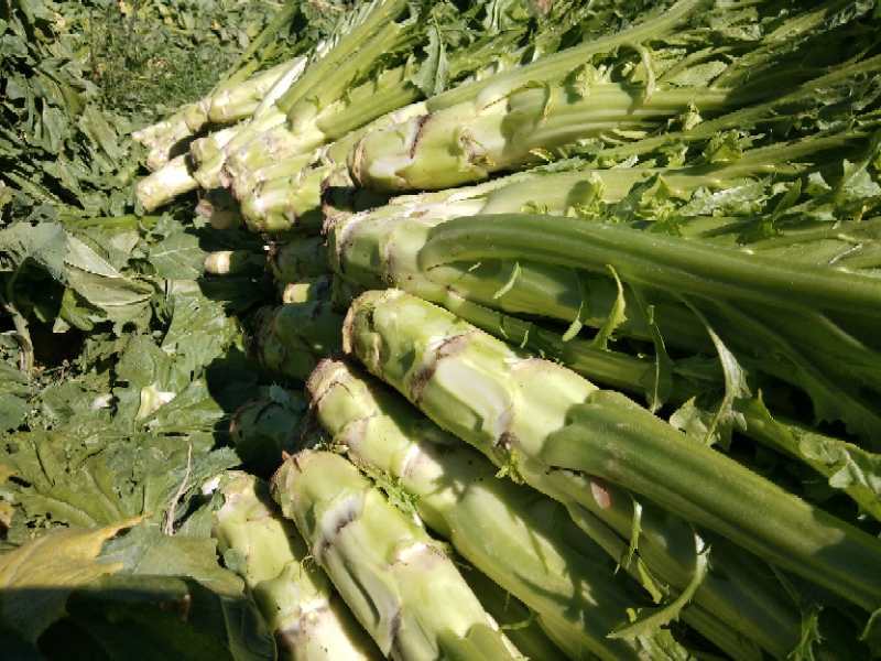 时值第二季蔬菜收获的季节,当地百姓正忙着收割莴笋,棒菜和大白菜,绿