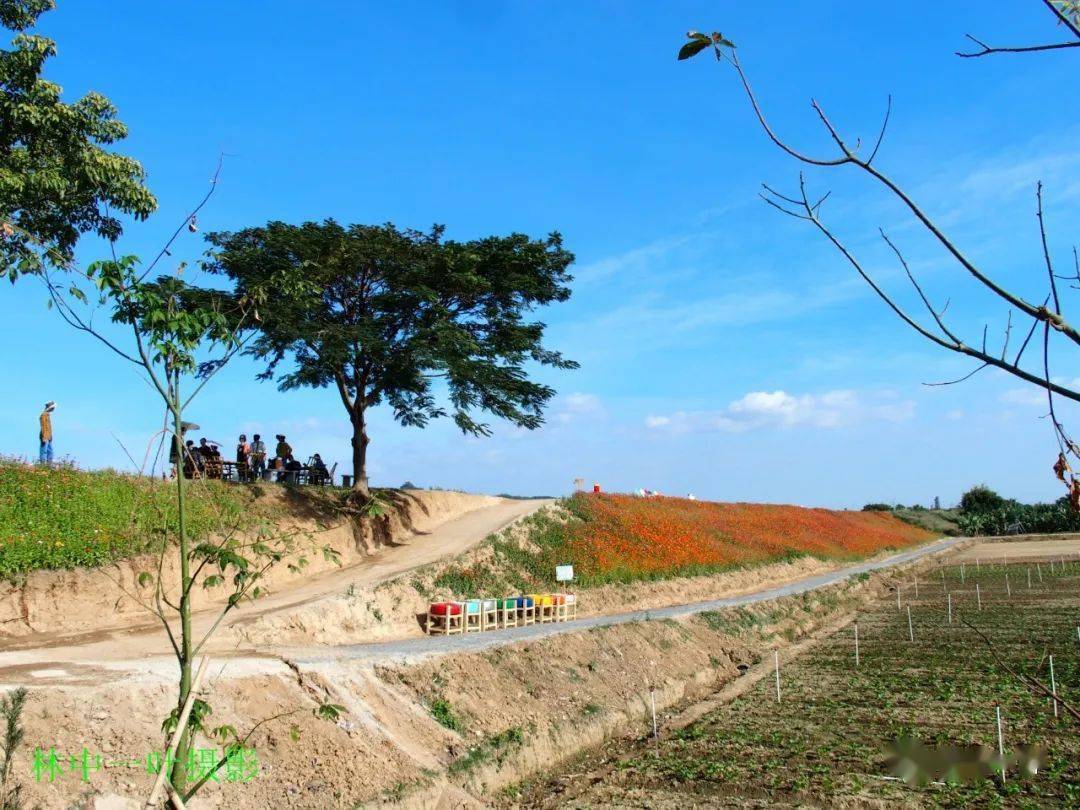 洋光村花堤风景美如画