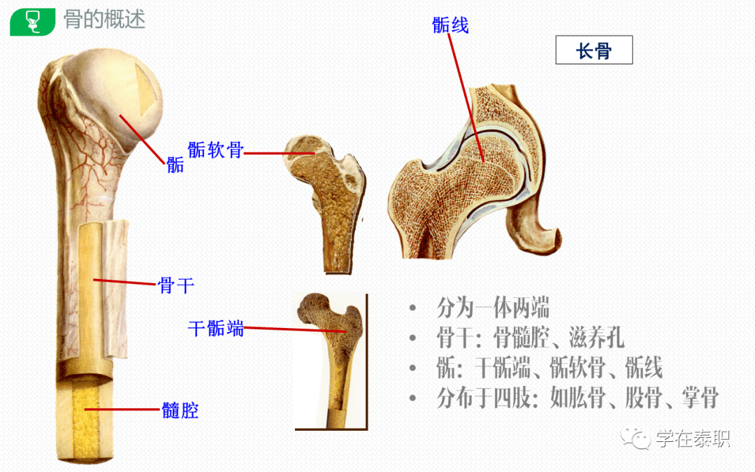 骨组织结构示意图图片