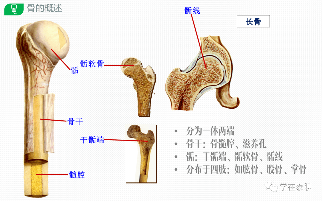 康复功能解剖 躯干骨及其连结