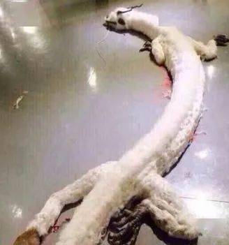 内蒙古渔民捕获一条真龙全村目睹巨龙垂死过程