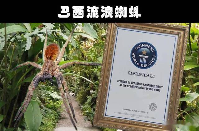 细数世界各地存在的10大奇怪的毒蜘蛛