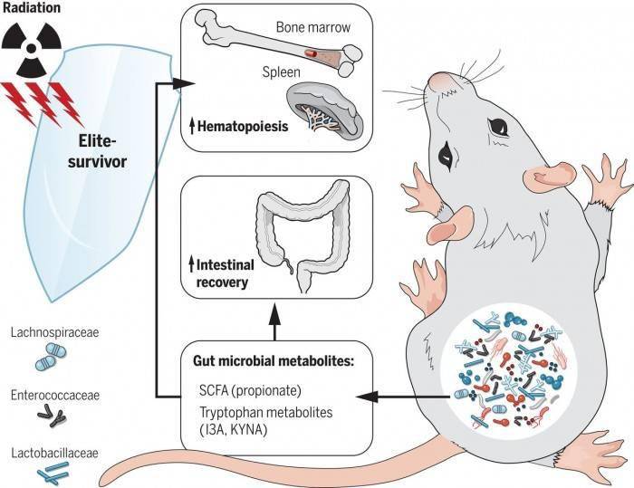 研究发现具有某些肠道细菌种群的小鼠可以免受辐射的不利影响