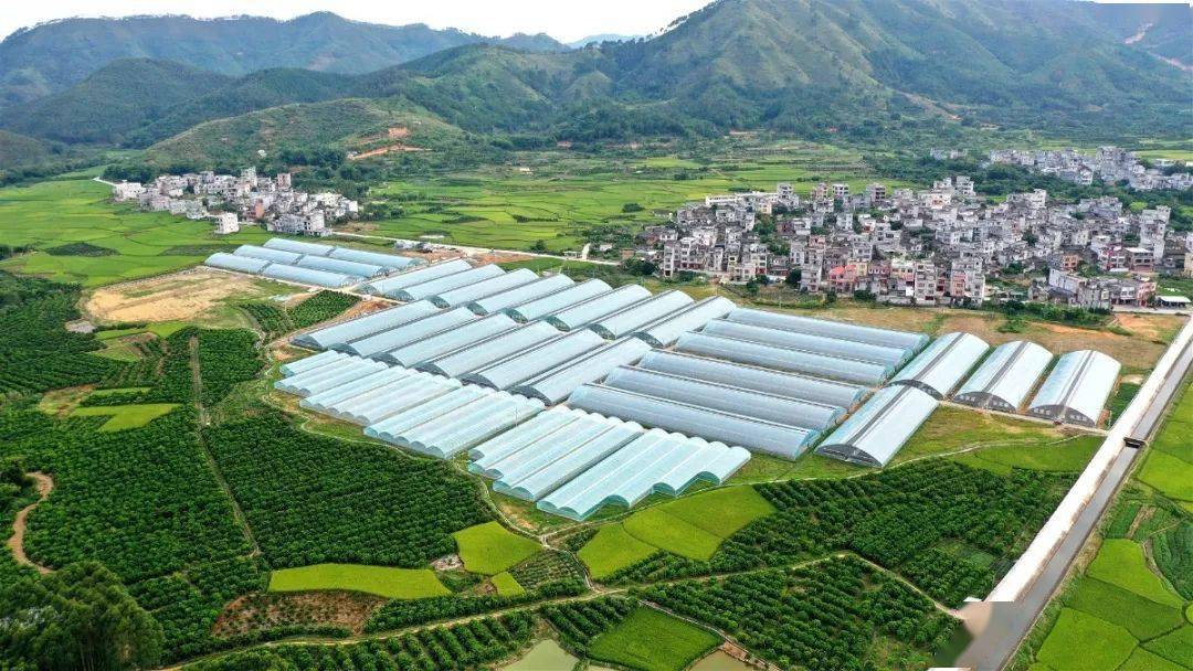 据了解,平南县大棚蔬菜扶贫示范基地项目选址位于平南县大新镇大新村