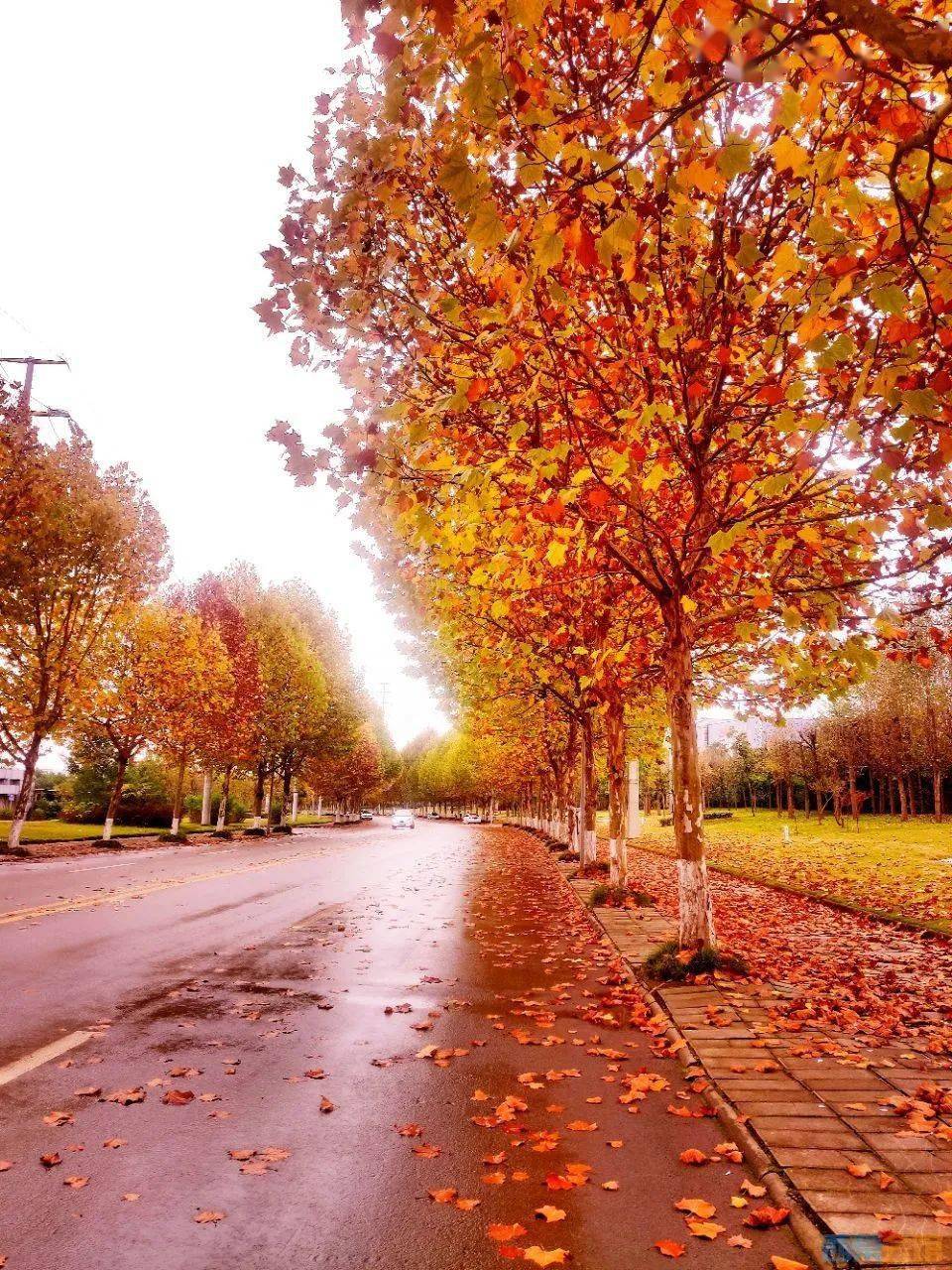 树叶伴着微风缓缓落下大街小巷不时都会有正式开启了一年一度的落叶季
