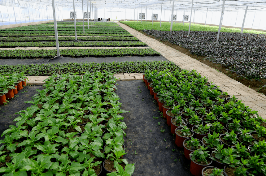 基地面积1000多亩,今年主要种植冰菜,枸杞芽,养心菜,藜蒿等特色野菜