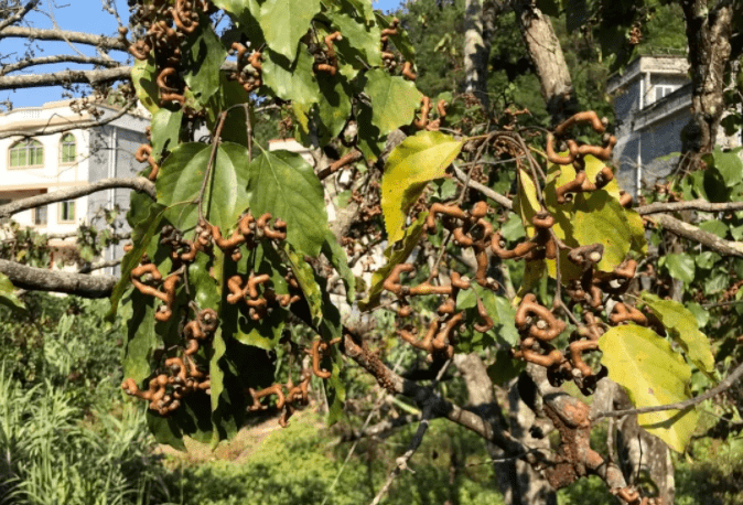 逛吃之旅 | 三明的大山里藏着一种"万寿果",你吃过么?_手机搜狐网