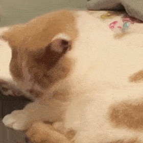 历史回顾网红猫咪小短腿猫咪凸凸表情包二