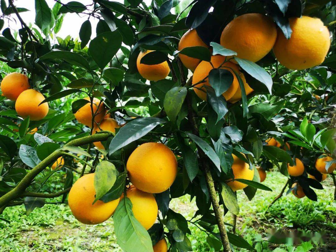 橙熟了的脐橙园果靓香甜种植秘方只有一个