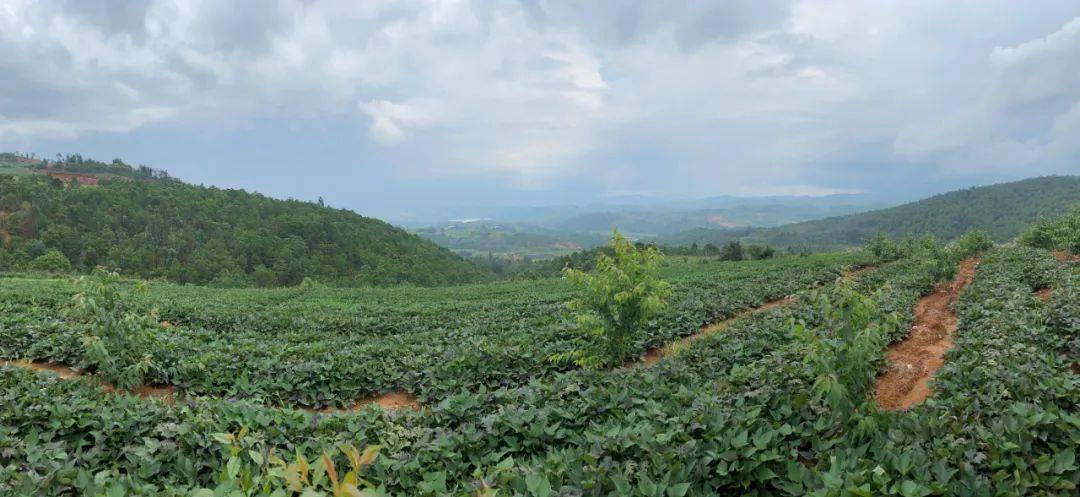 【超值团购】云南紫薯 减肥瘦身好帮手 美容养颜 清除自由基 浓浓薯香