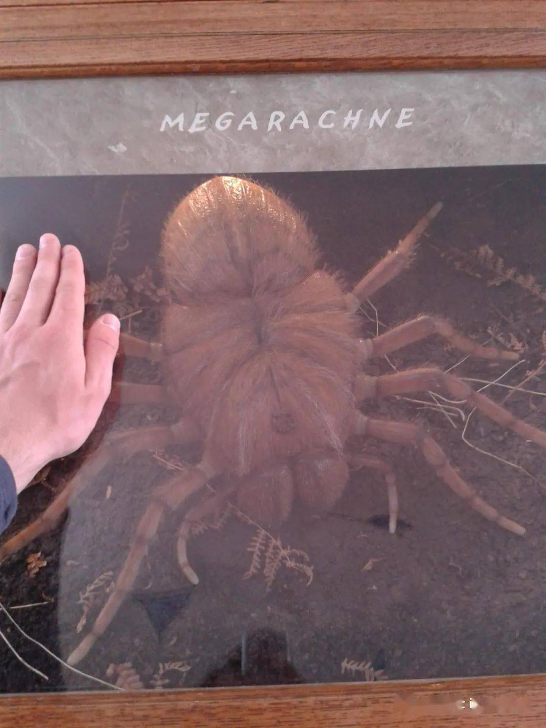 2米长的"巨型蜈蚣"你见过没有?_蜘蛛