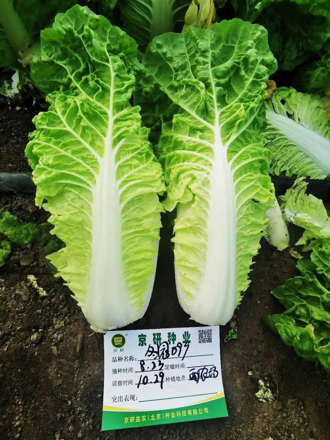 新品推荐耐抽薹越冬早皇白类型冬冠099