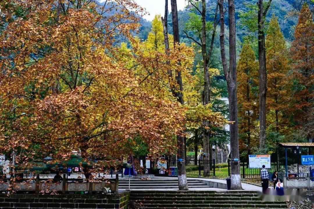 一叶梧桐一夜秋