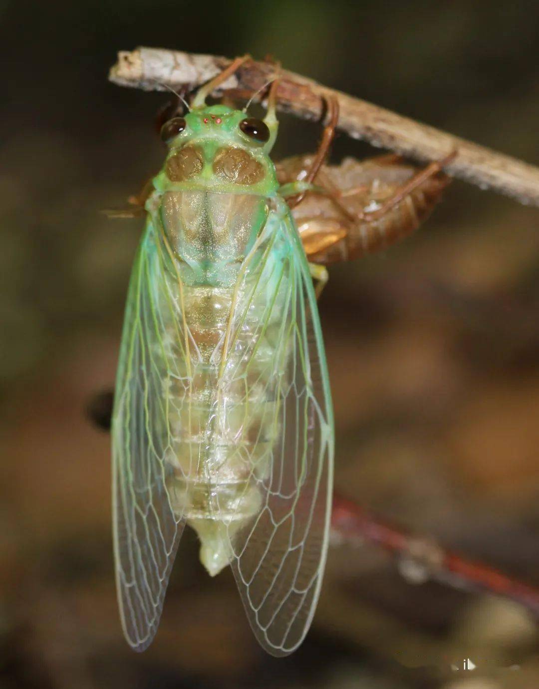 物种图册日本暮蝉