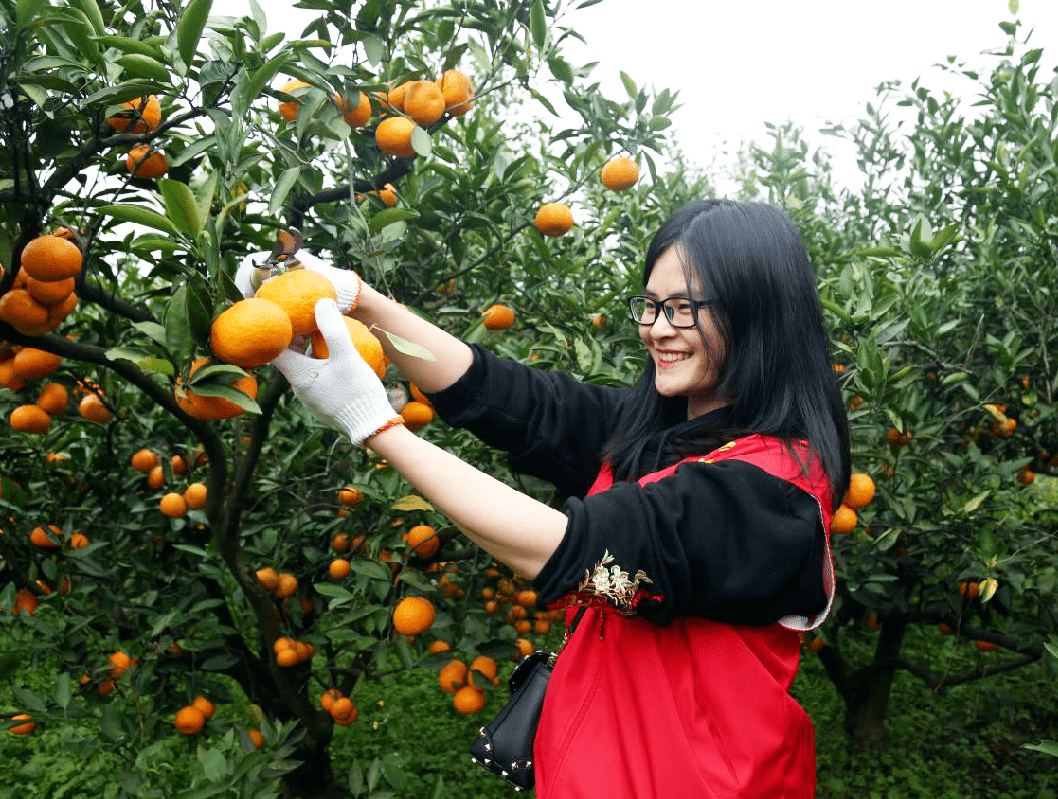 厉行节约 反对浪费 | 采"橘"南山下,城管助力解"困橘"_蜜橘