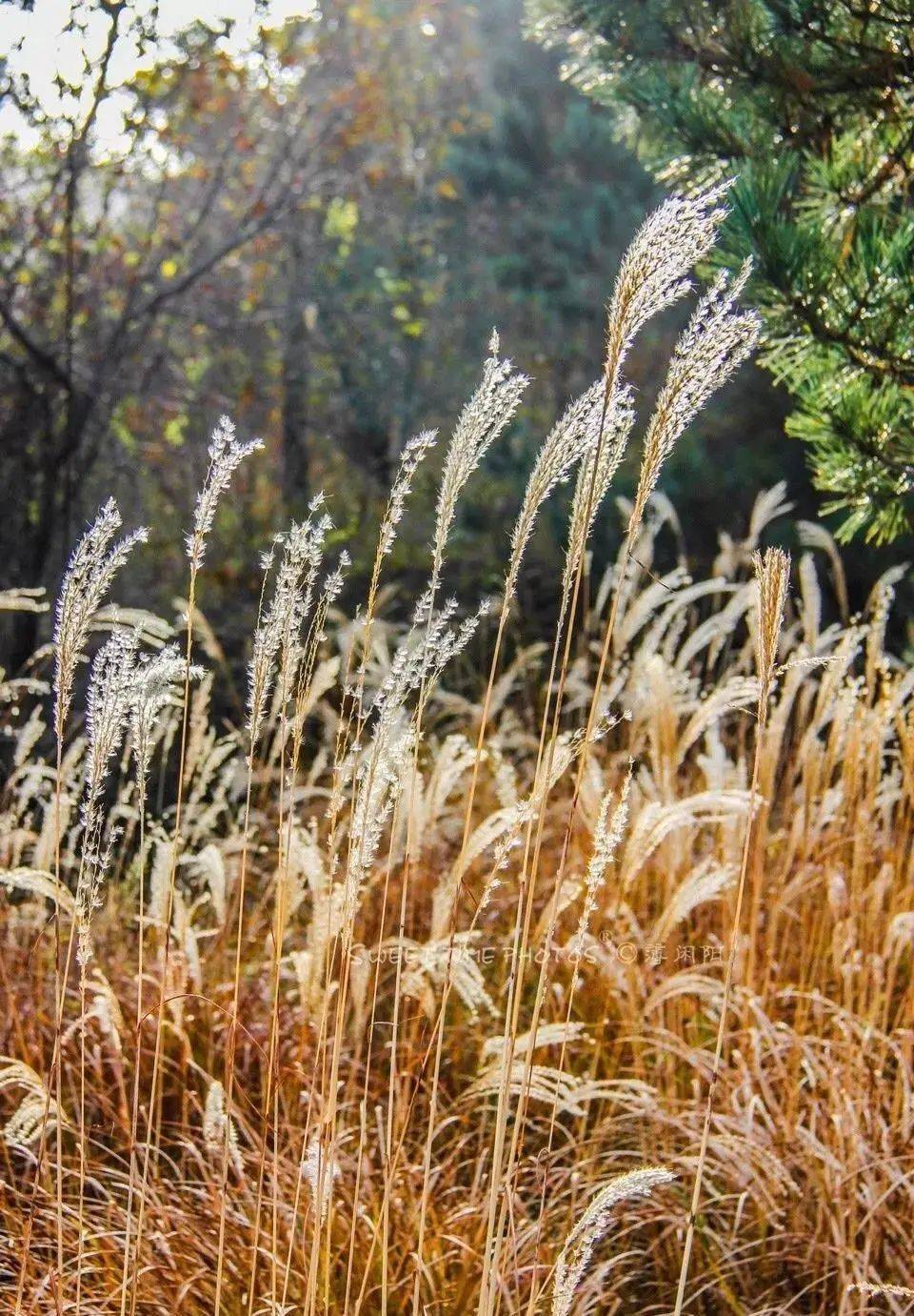 带着相机去扫荡岛城秋日限定芦苇等你来拍