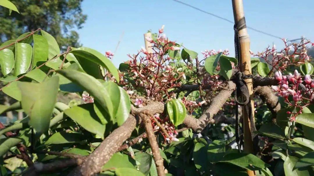 这是刚刚长成的"迷你杨"当一簇簇粉嫩的杨桃花凋零之后小小杨桃便探出