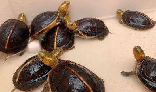 半水龟要怎么去饲养呢一点点小意见