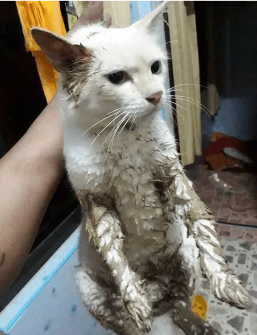 这些脏脏猫没有暹罗命偏偏得挖煤病