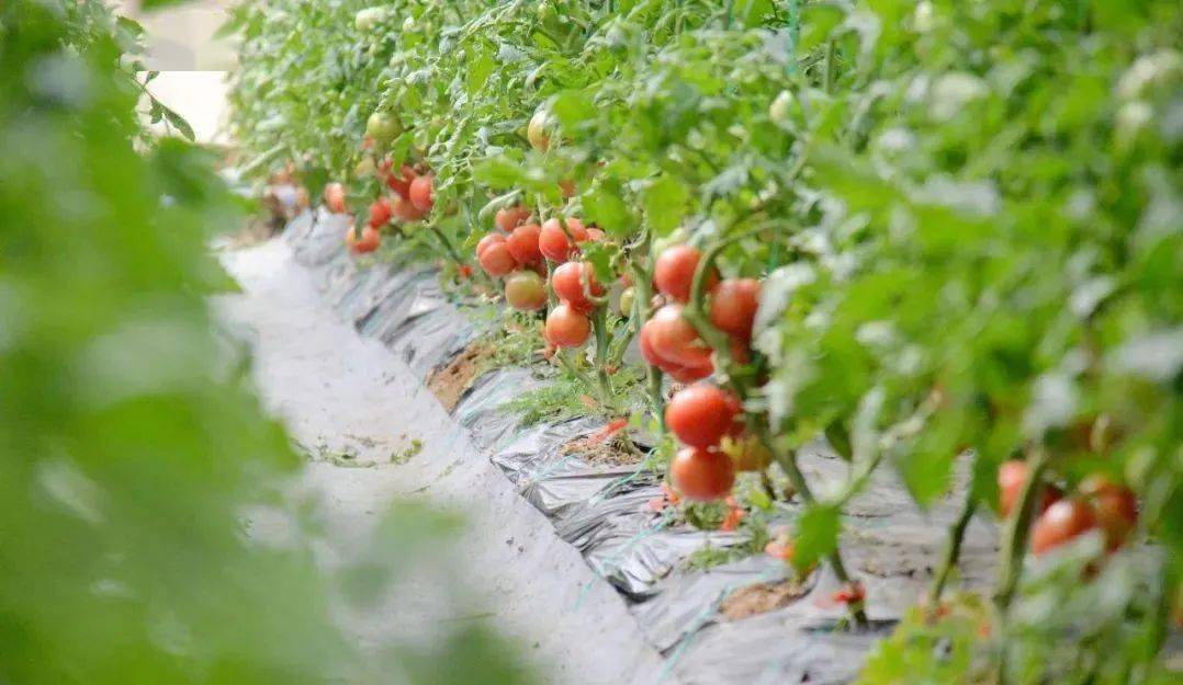 博兴西红柿采摘园图片