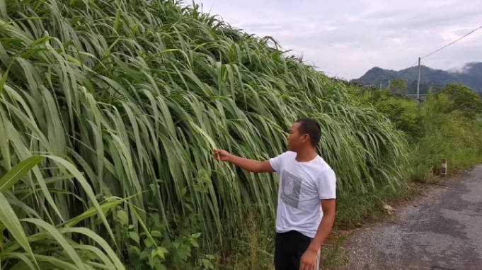 皇竹草好蛋白质非常高甜度高达18适合养殖户亩产量高达上