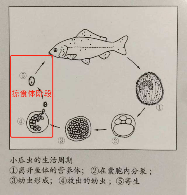 在鱼体皮肤或鳃上形成前面所见的小囊泡,完成一个生命周期.