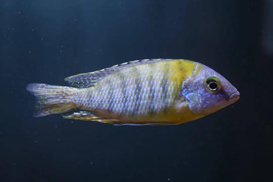 杂带斜肩/新领航